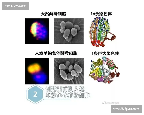 冰虫鳞片在生物材料领域的创新应用及其前景探索